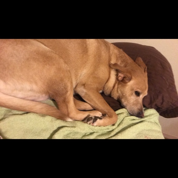 Meet your Posher, Brandi - Picture 1 of 1